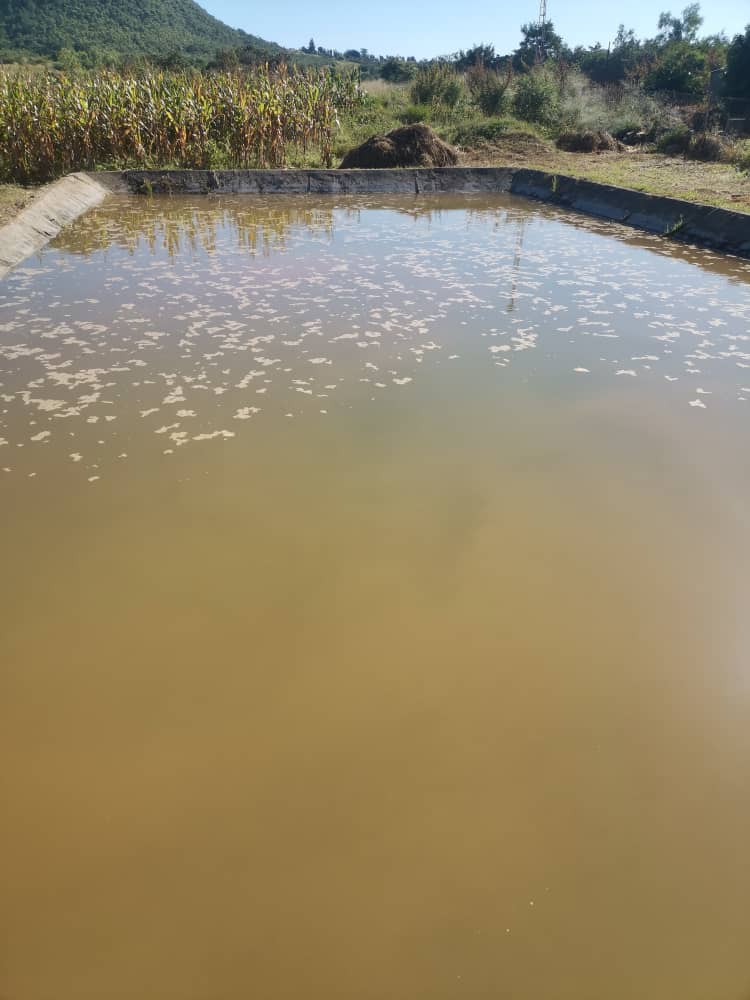 Fish Pond Construction